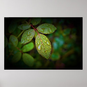 Morning Dew,  Poster