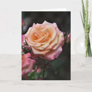 Morning Dew Rose Photography Blank Card