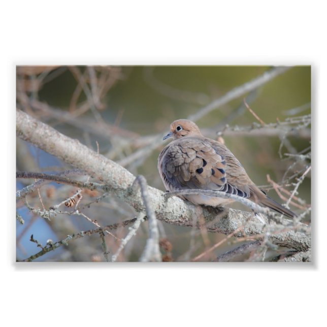 Morning Dove Hiding in Pine Tree Bird  Photo Print (Front)