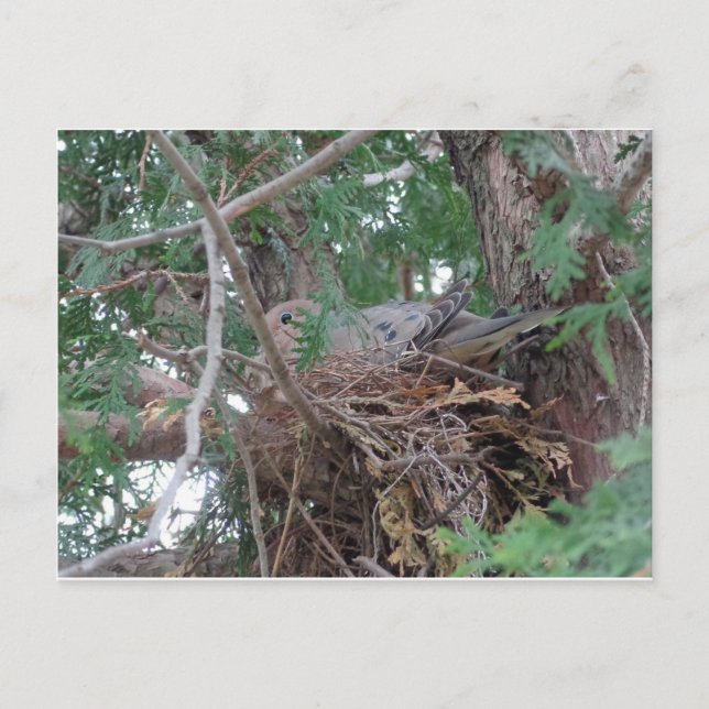 Morning Dove Nesting Postcard (Front)