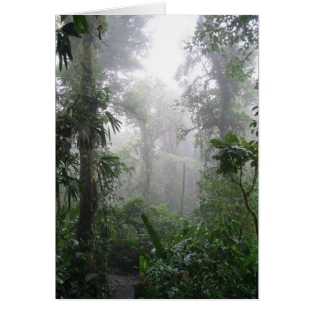 Morning Fog (Front)