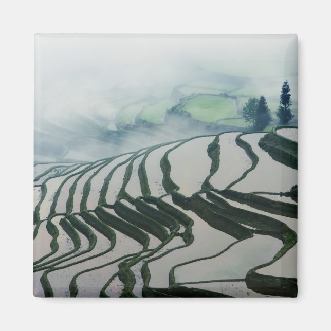 Morning Fog Above Rice Fields Magnet (Front)