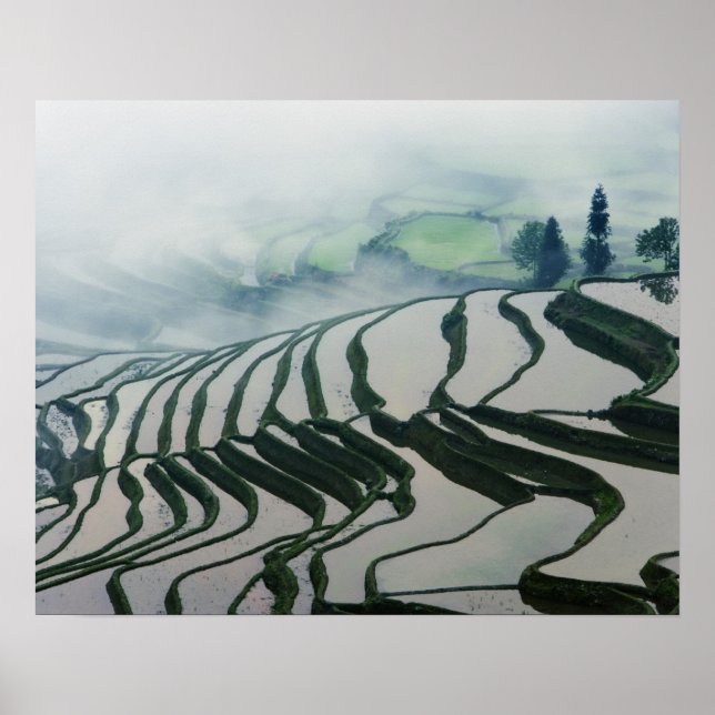 Morning Fog Above Rice Fields Poster (Front)