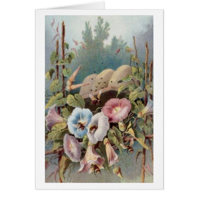 Morning Glories (Front)