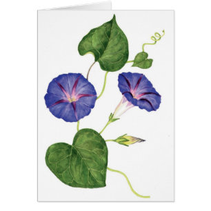 Morning Glories