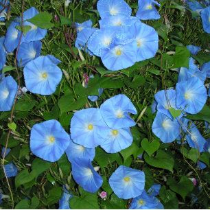 Morning Glories