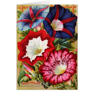 Morning Glories Card