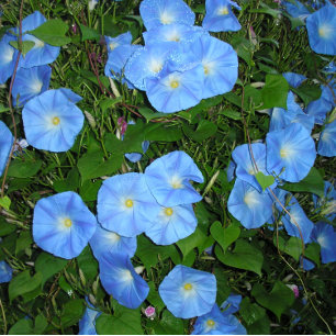Morning Glories! Coffee Mug