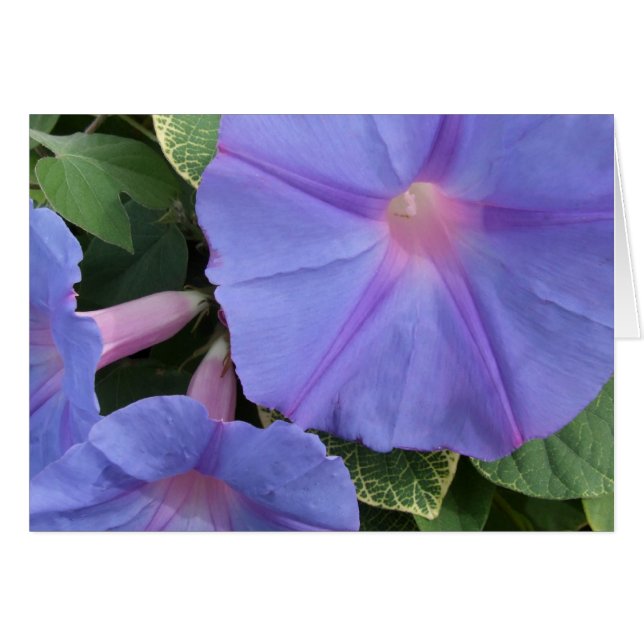 Morning Glories Greeting Card (Front Horizontal)