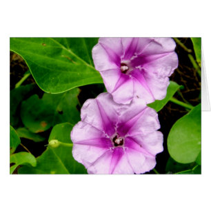 Morning Glories @ Krabi Card
