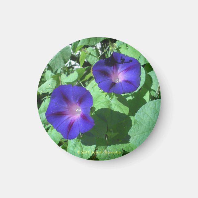 Morning Glories Magnet (Front)
