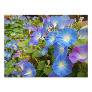 Morning Glories Photo Print