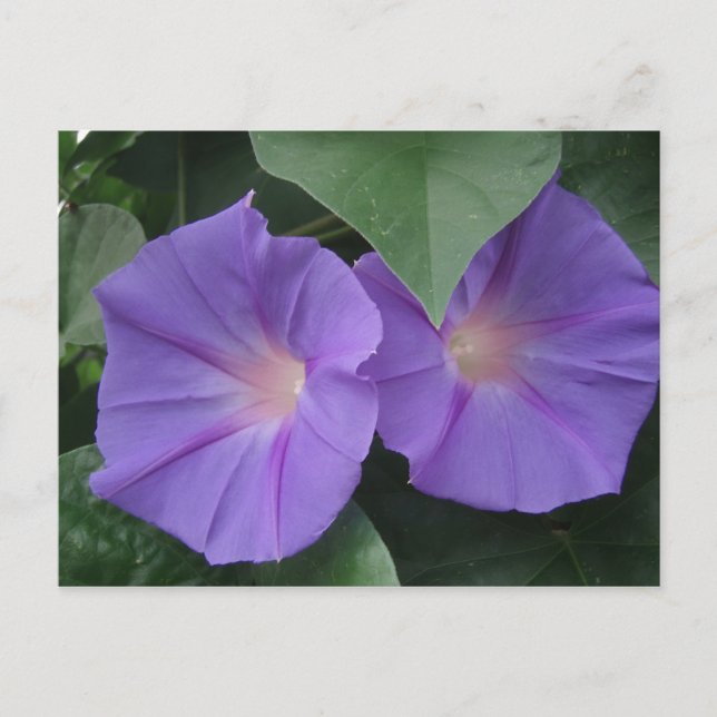 Morning Glories Postcard (Front)