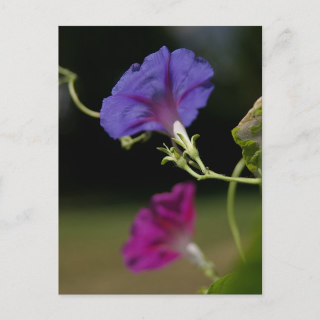 Morning Glories Postcard (Front)