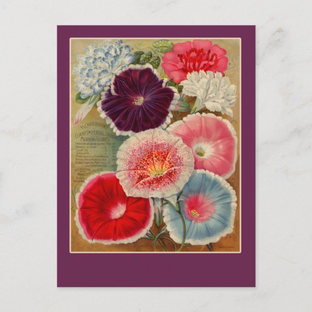 Morning Glories Seed Packet Art Cards (Front)