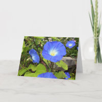 Morning Glories