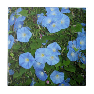 Morning Glories Tile