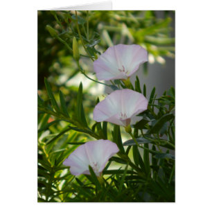 Morning Glory