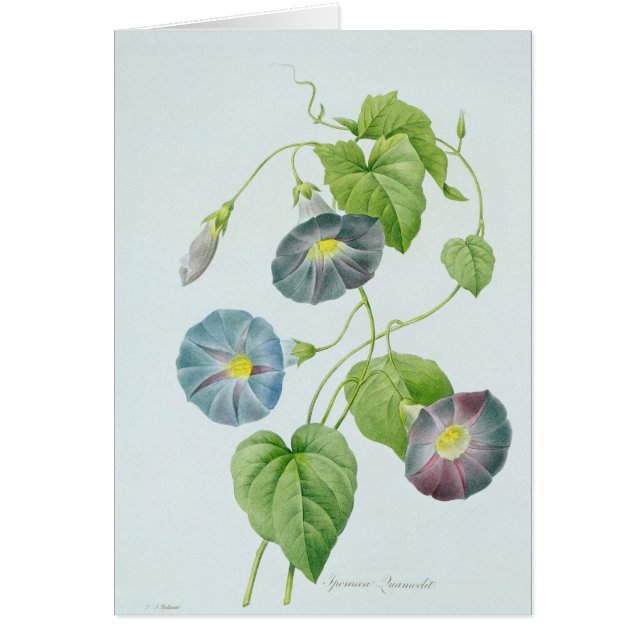 Morning Glory (Front)