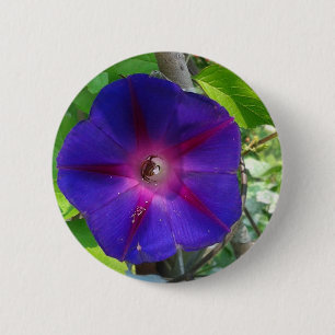 Morning Glory 6 Cm Round Badge