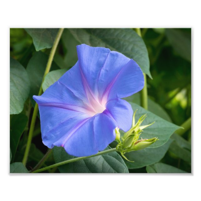 Morning Glory and Bud in Lush Foliage Photo Print (Front)