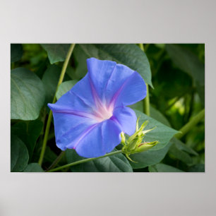 Morning Glory and Bud in Lush Foliage Poster