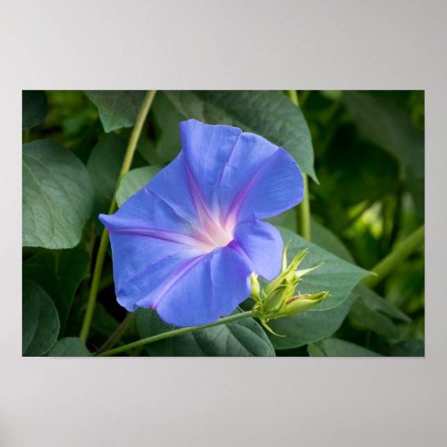Morning Glory and Bud in Lush Foliage Poster (Front)