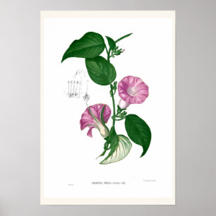 Morning glory(Argyreia sp) Poster