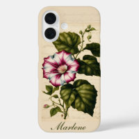 Morning Glory Botanical Illustration
