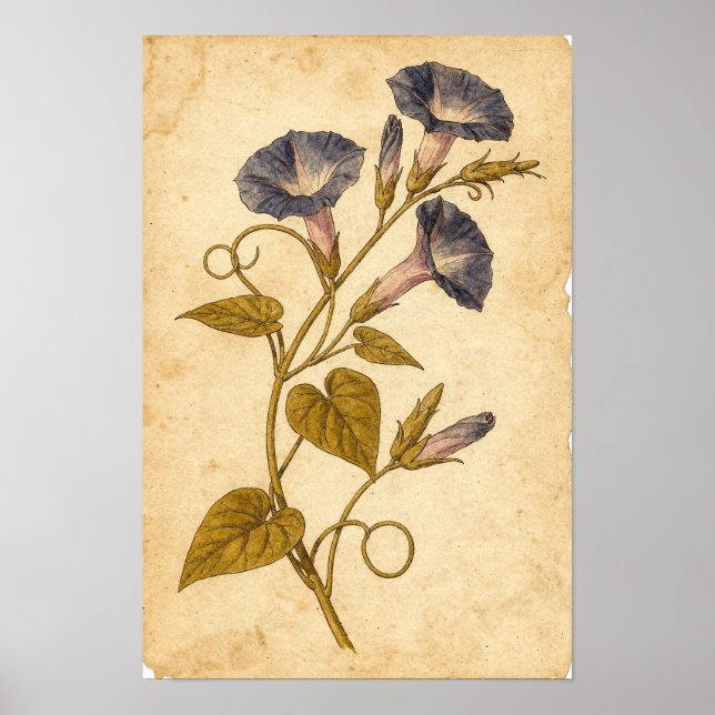 Morning Glory Botanical Study on Ivory Poster (Front)