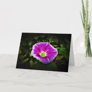 Morning Glory, card
