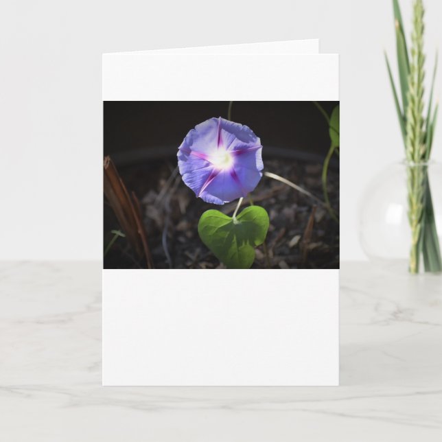 Morning Glory, card (Front)