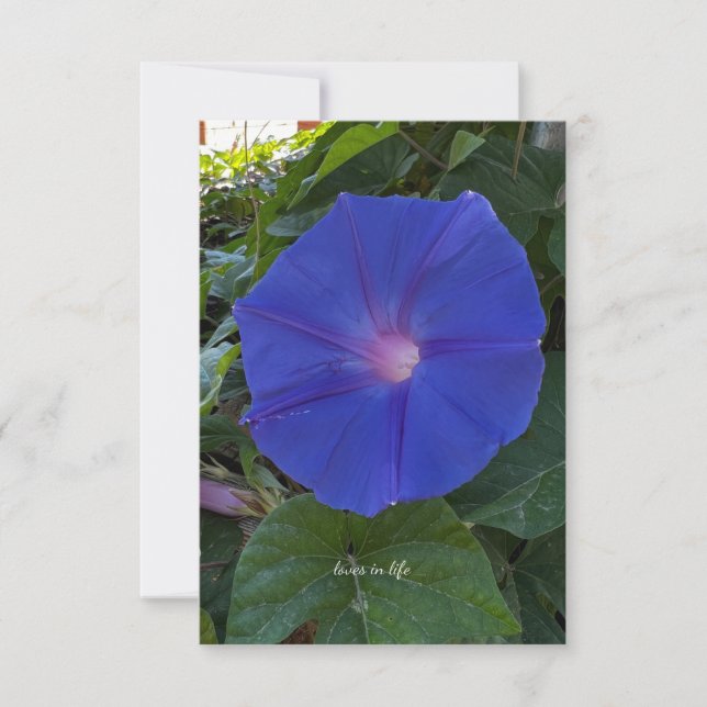 Morning Glory Card (Front)
