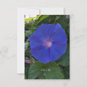 Morning Glory Card