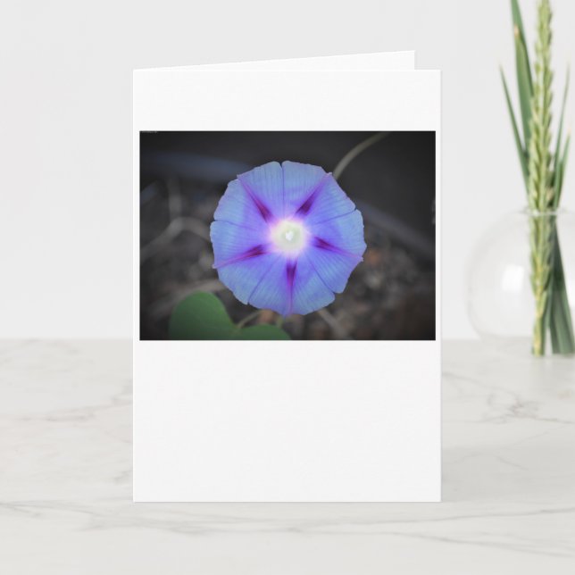 Morning Glory, card (Front)
