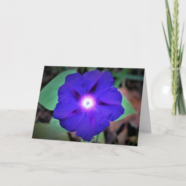 Morning Glory, card (Front)