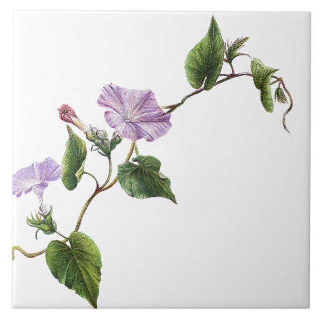 Morning Glory Floral Garden Botanical Flower Tile (Front)