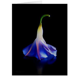 Morning Glory Flower 2