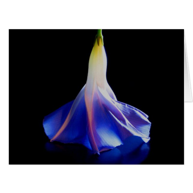 Morning Glory Flower 2 (Front Horizontal)