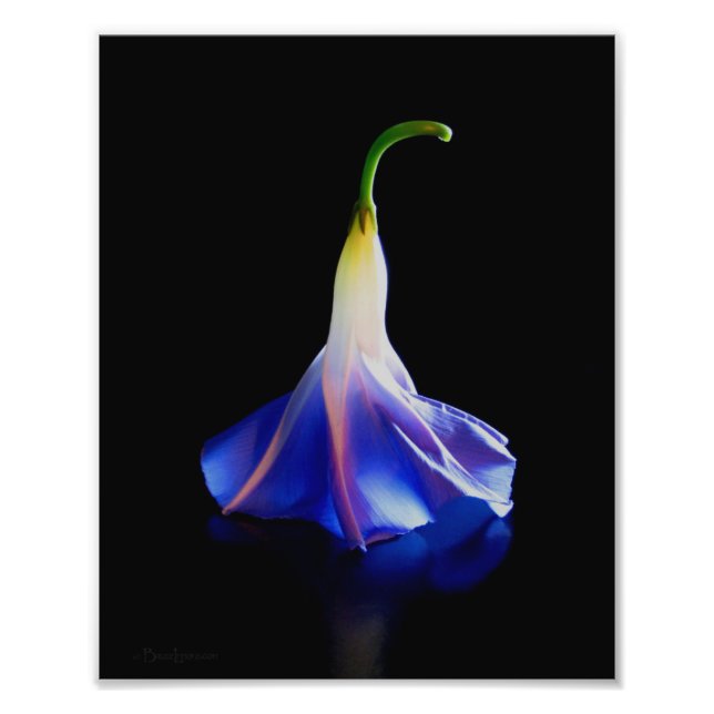 Morning Glory Flower 2 Photo Print (Front)