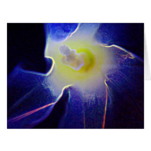 Morning Glory Flower 3