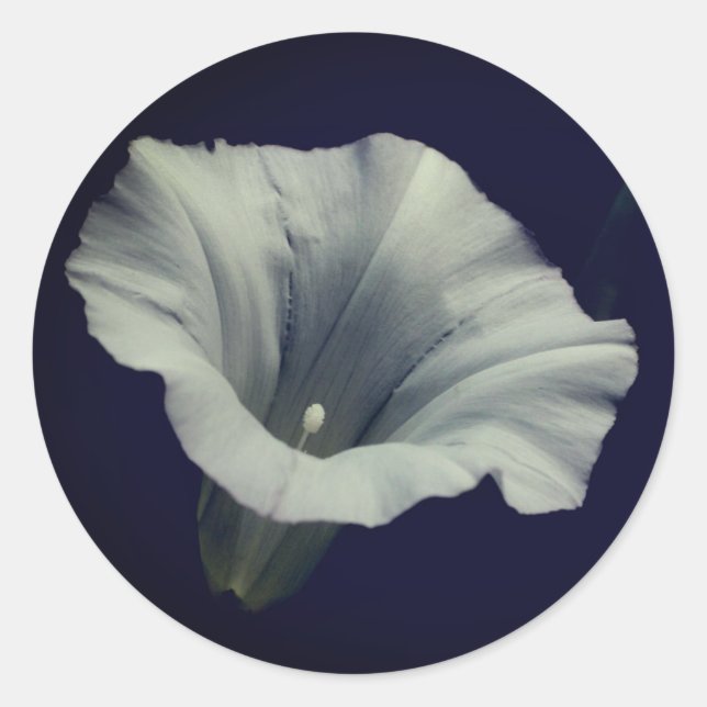 Morning Glory Flower  Classic Round Sticker (Front)