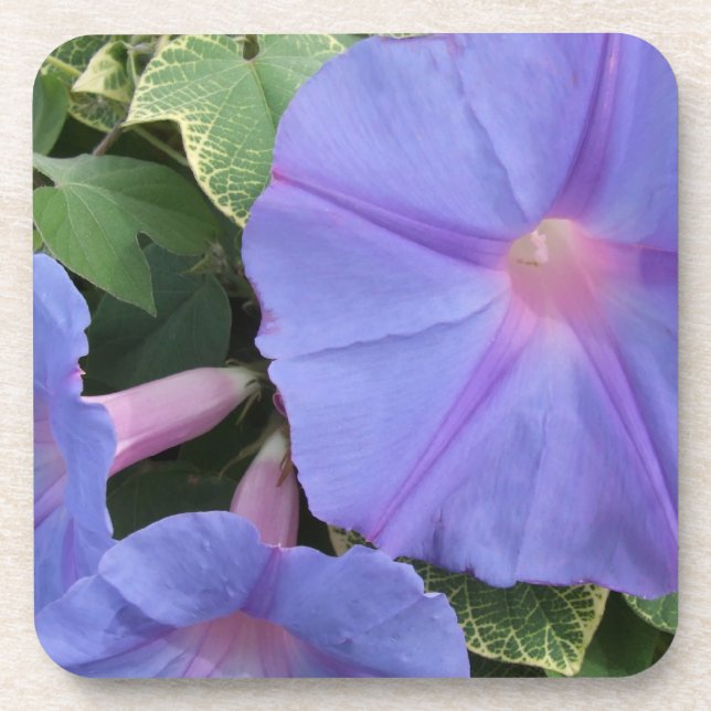 Morning Glory Flower Coasters (Front)