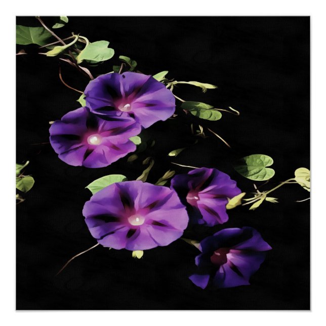 Morning Glory Flower Isolated On Black Poster (Front)