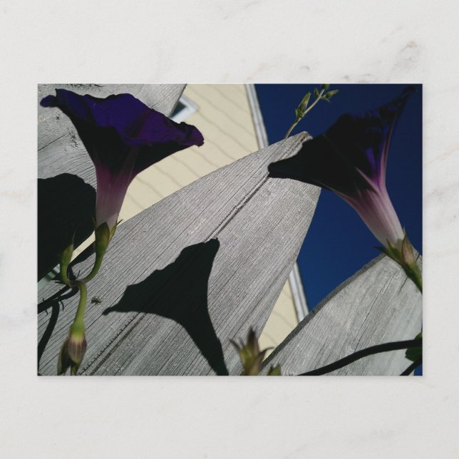 Morning Glory Flower Postcard (Front)
