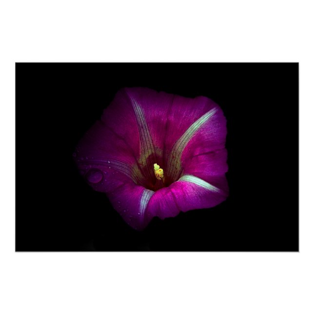Morning Glory Flower Poster (Front)