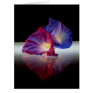 MORNING GLORY FLOWERS
