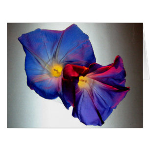 Morning Glory Flowers 3