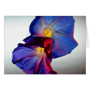 Morning Glory Flowers 3
