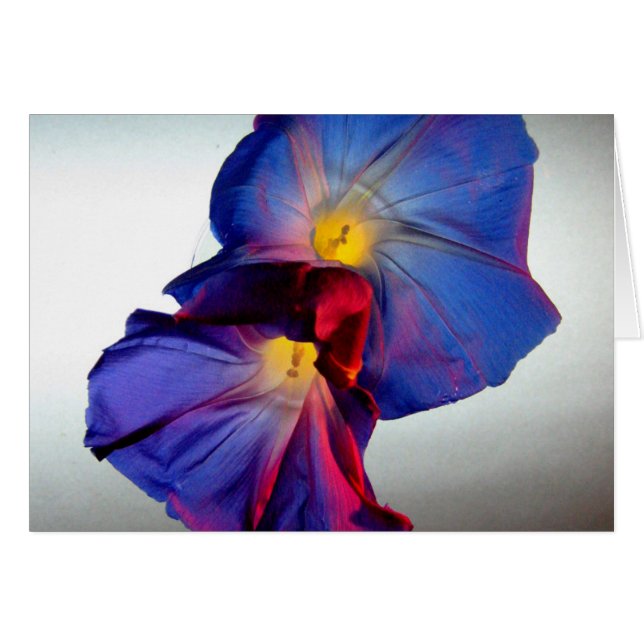 Morning Glory Flowers 3 (Front Horizontal)